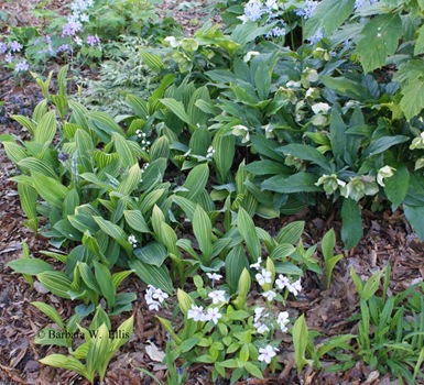 3 Hellebores-Convallaria