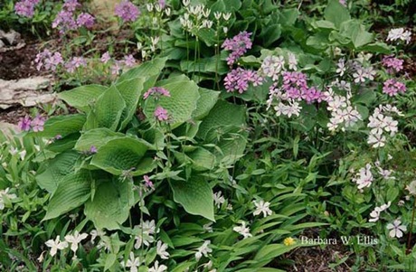 5 Iris,-Phlox,-Hosta