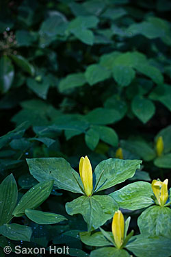 yellow wakerobin shady woodland wildflower