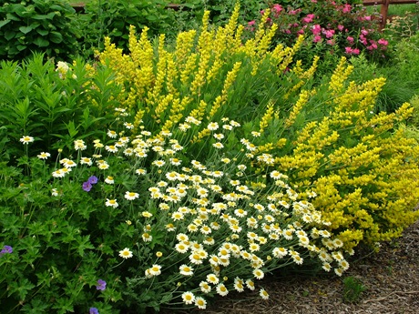 Anthemis Susanna Mitchell Baptisia Screaming Yellow Geranium Rozanne