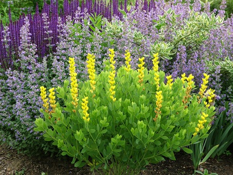 Baptisia Screaming Yellow Nepeta Walker's Low  Cornus SandG Salvia Caradonna