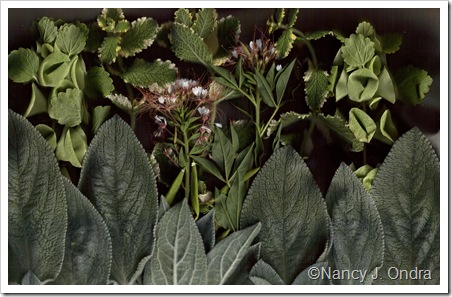 Bloom Scan Stachys Big Ears Polanisia Molucella Mentha June 29 2010