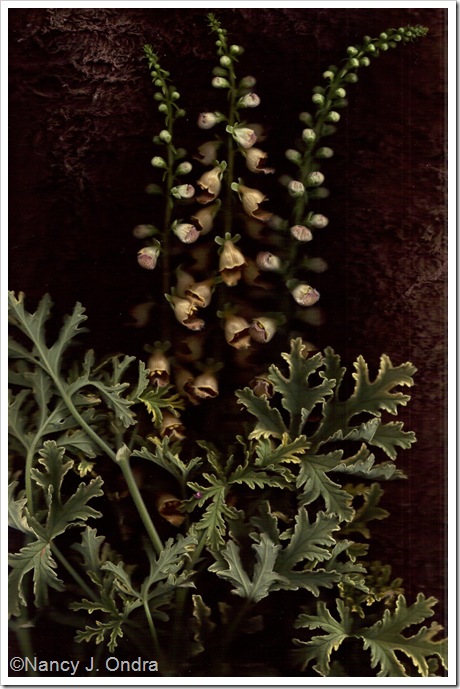 Bloom Scans Digitalis ferruginea Pelargonium June 29 2010