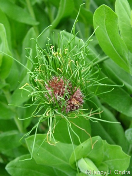 Allium wild garlic 2 June 19 07