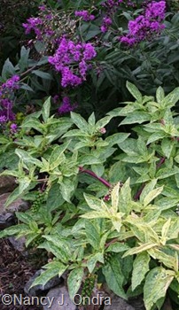 Phytolacca 'Silberstein' with Vernonia early September 07