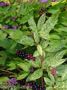 Phytolacca americana Silberstein 3 mid Sept 05