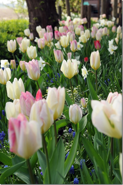 Inspiration For Fall Bulb Planting: With Jacqueline van der Kloet