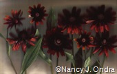 Rudbeckia Cherry Brandy 2