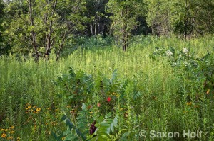 Crow-Hassan Park, prairie reserve