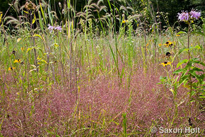 Muhly grass in prairie