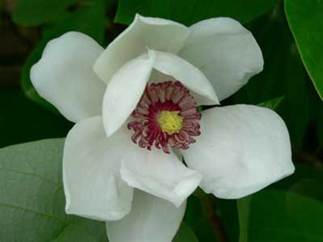 wMagnolia-wilsoni