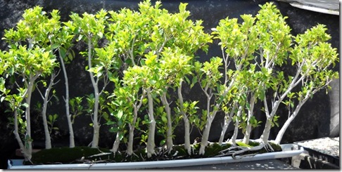 014[1].JPG-ficus in plastic troughs