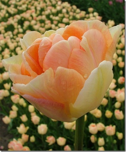 5134_IMAGE-Tulip Charming Beauty-courtesy of Van Egelen
