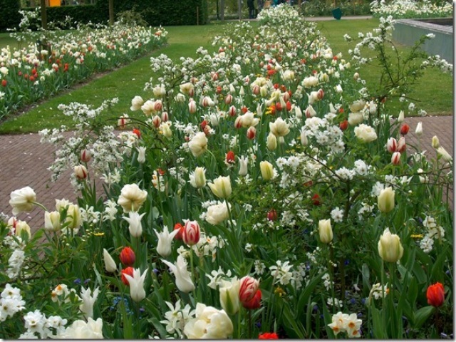 Tulip plantings