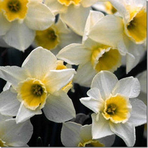 Narcissus 'Sweet Love' Brent and Beckys