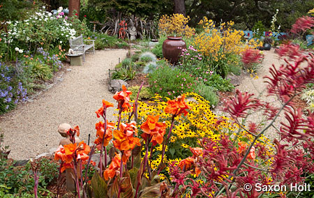 Kangaroo Paws and Canna in flower garden