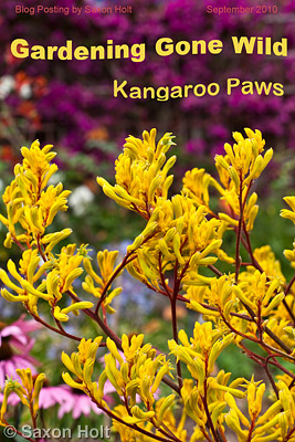 Cover with text Kangaroo Paw - Anigozanthos 'Harmony'