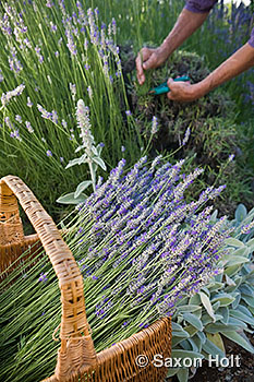 basket of fresh cut lavender