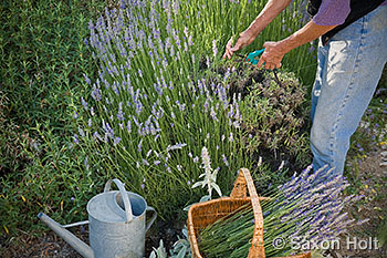 cutting english lavender