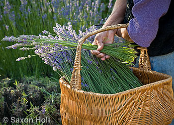 putting fresh harvested lavender into basket