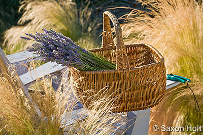 Lavender harvest in basket