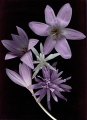 oct2009_scans_colchicum