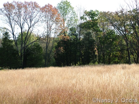 Sorghastrum nutans at farm Oct 11 10