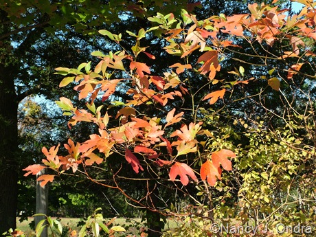 Sassafras albidum Oct 11 10