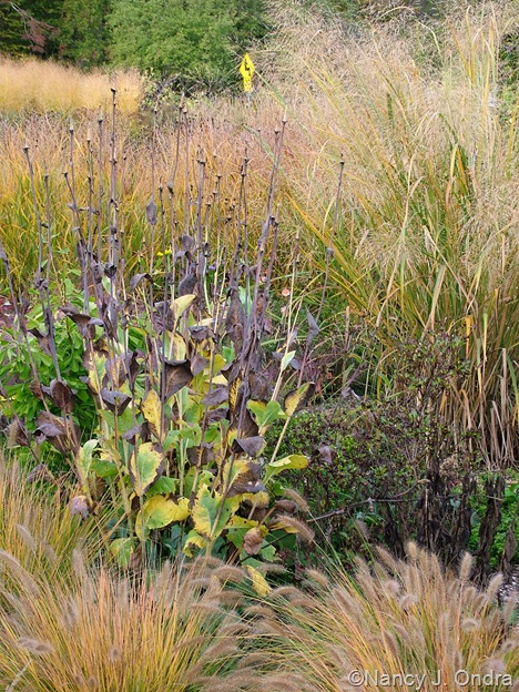 Rudbeckia maxima with Pennisetum alopecuroides 'Cassian' and Panicum virgatum 'Northwind' Oct 11 10