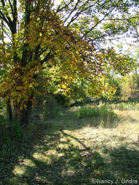 Carya ovata  fall color Oct 11 10