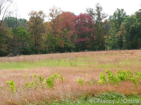 Meadow at farm with Microstegium vimineum and Asclepias syriaca Oct 11 10
