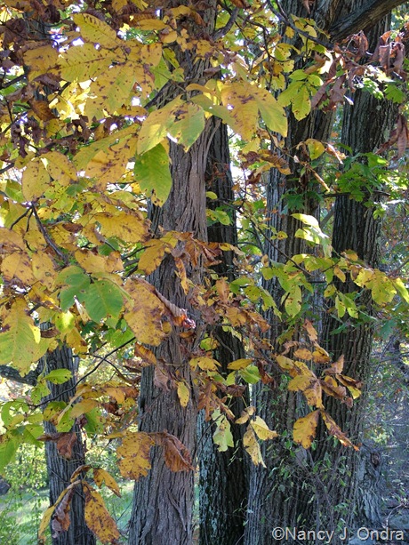 Carya ovata fall color Oct 11 10