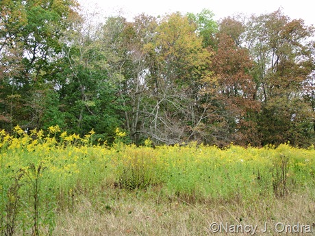 Meadow at farm with Solidago Oct 11 10