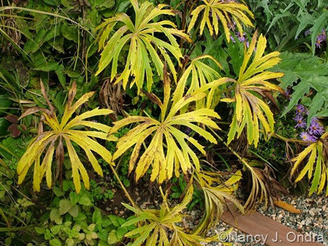 Syneilesis aconitifolia fall color Oct 12 10