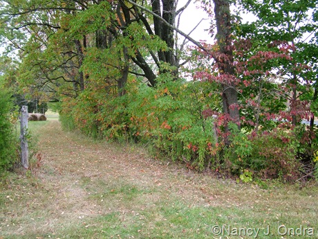 Hedgerow at farm with Sassafras albidum Oct 11 10