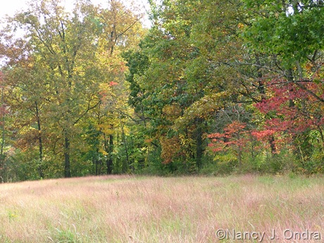 Meadow at farm Oct 11 10