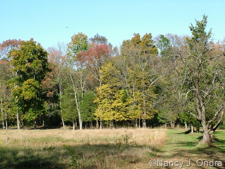 Hedgerow at farm with Tilia americana Oct 11 10