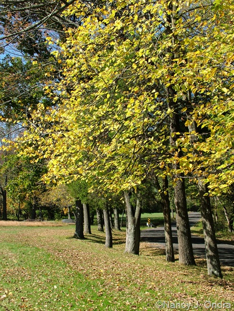 Tilia americana fall color Oct 11 10