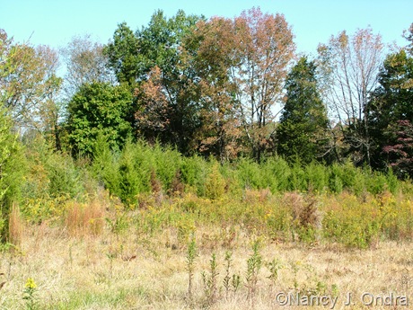 Meadow at Hayefield Oct 11 10