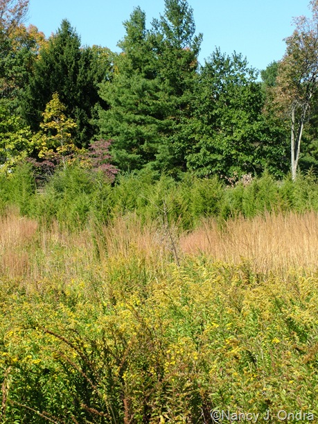 Meadow at Hayefield with Solidago and Sorghastrum and Juniperus virginiana Oct 11 10