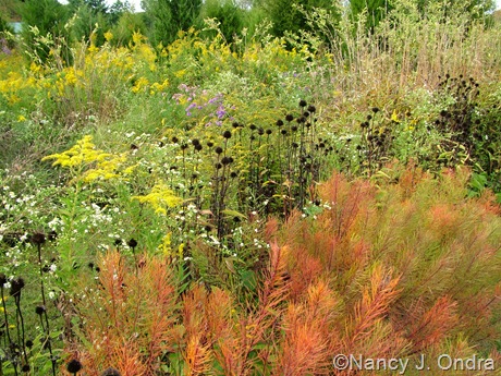 Amsonia hubrichtii fall color Oct 11 10