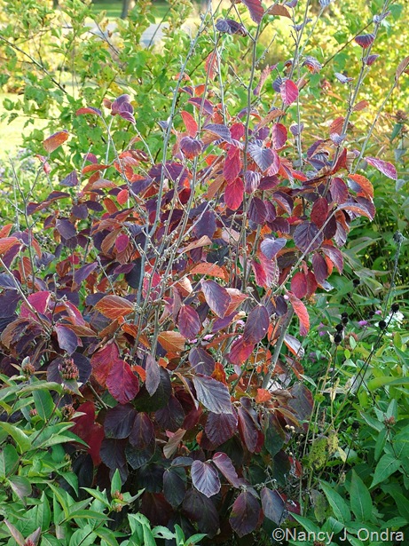 Hamamelis x intermedia 'Gingerbread' fall color Oct 11 10