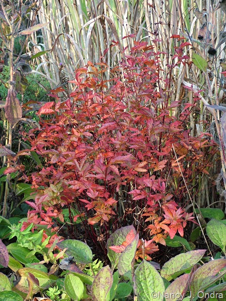 Gillenia (Porteranthus) stipulata fall color Oct 11 10