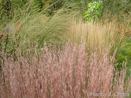 Schizachyrium scoparium 'The Blues' with Panicum amarum 'Dewey Blue' and Calamagrostis x acutiflora 'Karl Foerster' Oct 11 10