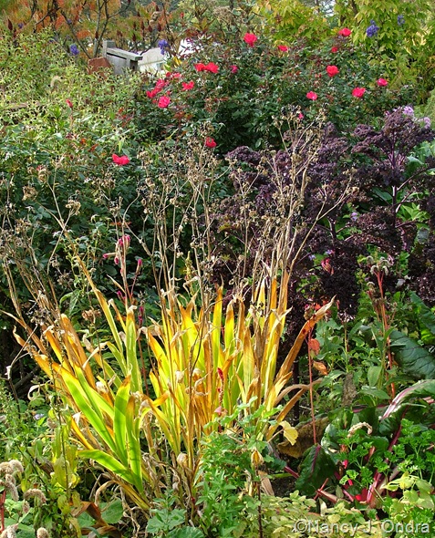 Belamcanda chinensis (fall color) with 'Redbor' kale and Rosa 'Radrazz' Oct 11 10