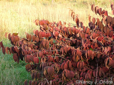 Viburnum plicatum fall color Oct 11 10