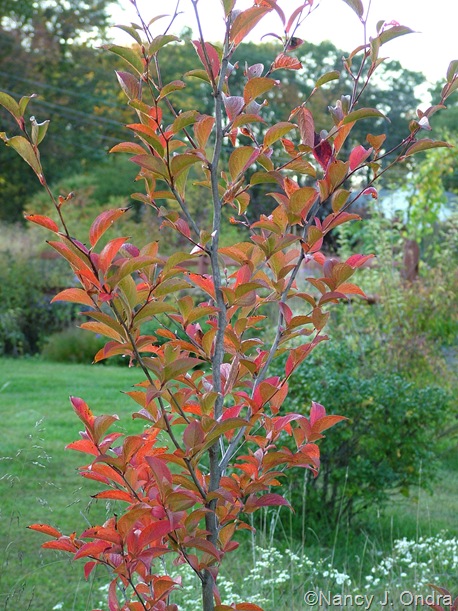 Stewartia fall color Oct 11 10