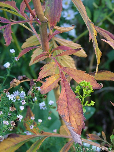 Patrinia scabiosifolia fall color Oct 11 10