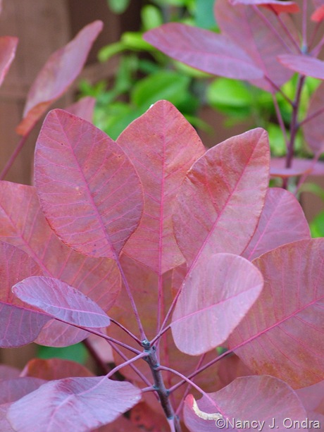 Cotinus 'Grace' fall color Oct 11 10