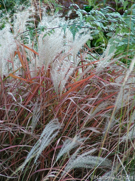 Miscanthus 'Purpurascens' fall color Oct 11 10